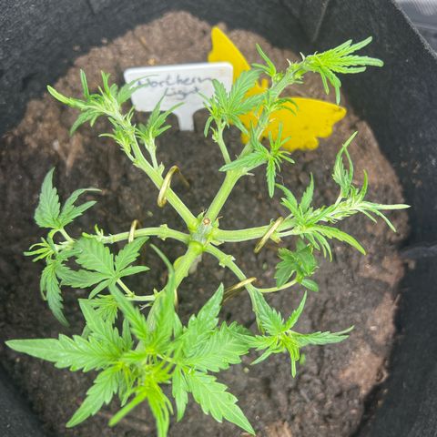 Northern Light Auto VL growlog timeline photo