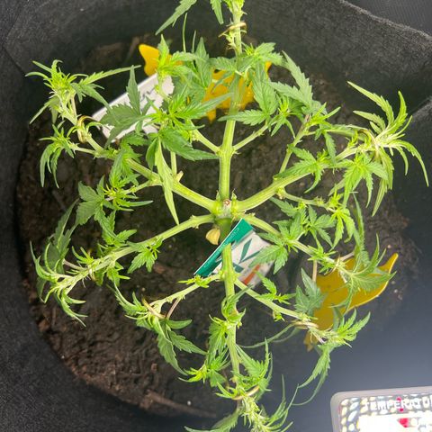 Northern Light Auto VL growlog timeline photo