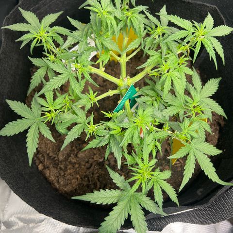 Northern Light Auto VL growlog timeline photo