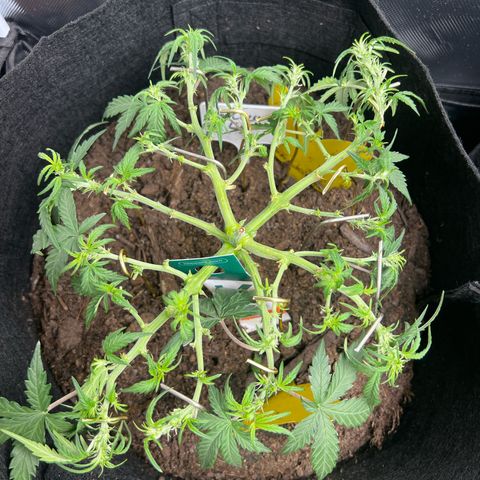 Northern Light Auto VL growlog timeline photo