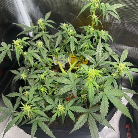 Northern Light Auto VL growlog timeline photo