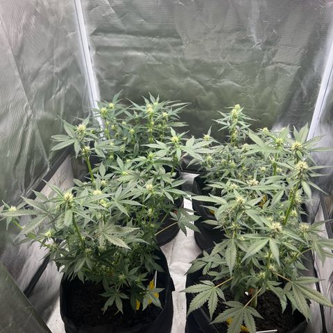 Northern Light Auto VL growlog timeline photo
