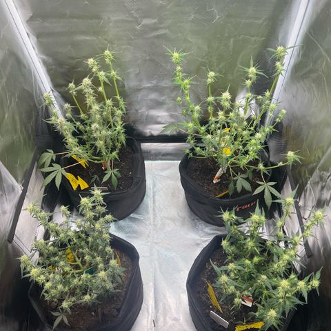 Northern Light Auto VL growlog timeline photo