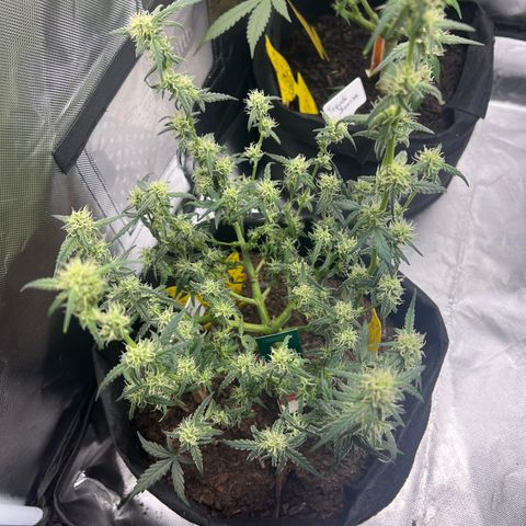 Northern Light Auto VL growlog timeline photo