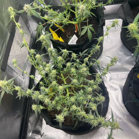 Northern Light Auto VL growlog timeline photo