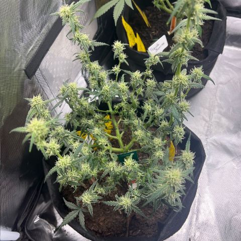 Northern Light Auto VL growlog timeline photo