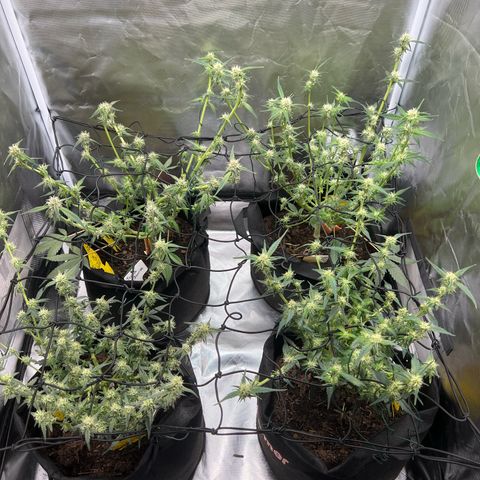 Northern Light Auto VL growlog photo: Scrog Netz hinzugefügt