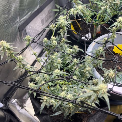 Northern Light Auto VL growlog timeline photo
