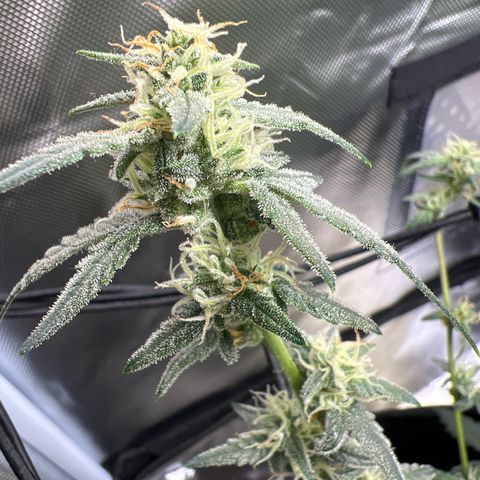 Northern Light Auto VL growlog timeline photo