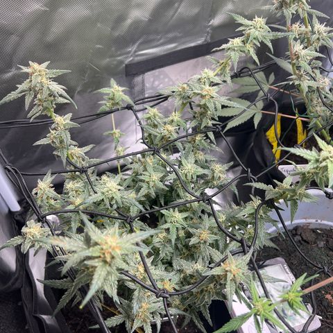 Northern Light Auto VL growlog timeline photo