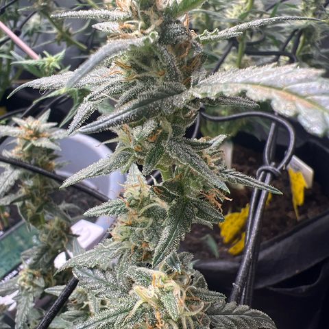 Northern Light Auto VL growlog timeline photo