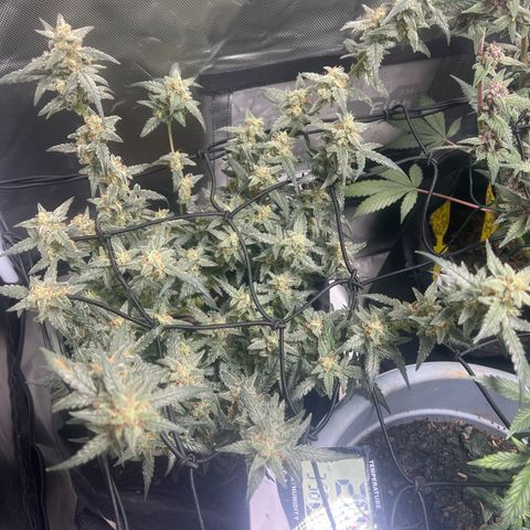 Northern Light Auto VL growlog timeline photo