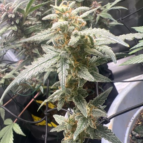 Northern Light Auto VL growlog timeline photo