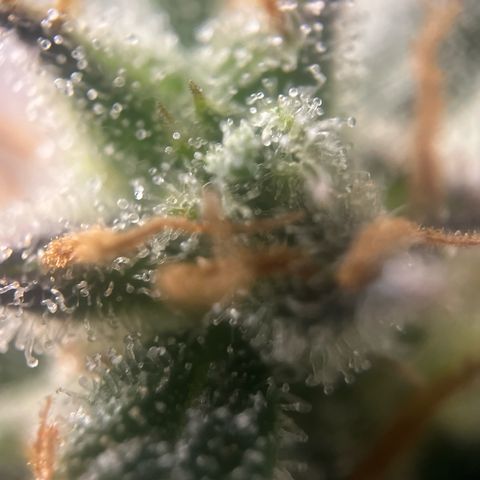 Northern Light Auto VL growlog timeline photo