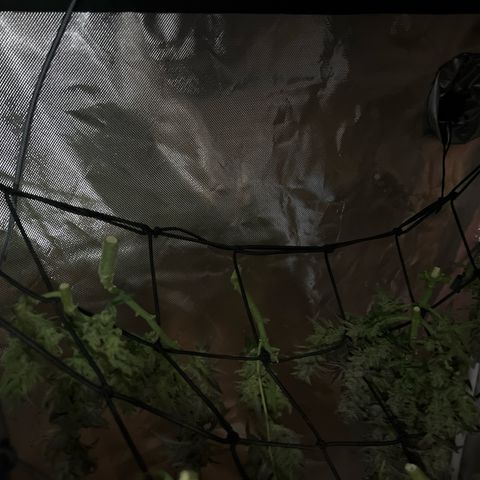 Northern Light Auto VL growlog timeline photo