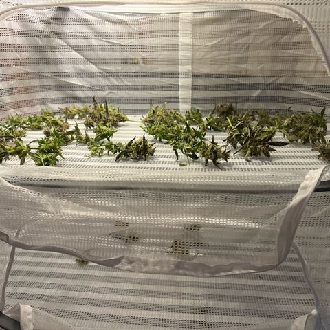 Northern Light Auto VL growlog timeline photo