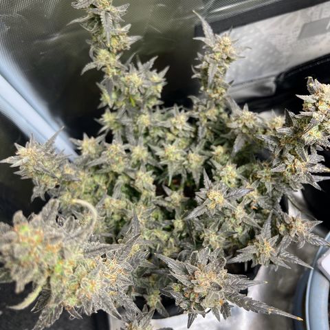 Northern Light Auto VL growlog timeline photo