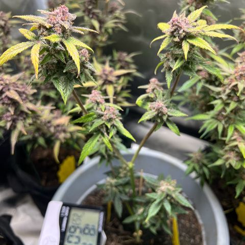 Northern Light Auto VL growlog timeline photo
