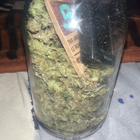 Northern Light Auto VL growlog photo: Ca 40g trocken 