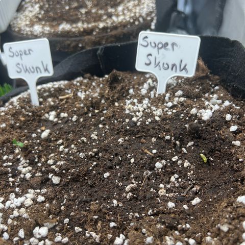 Super Skunk x Super Skunk growlog photo: Der rechte sämling lässt sich nun auch sehen.
