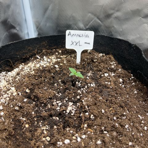 Amnesia XXL - growlog timeline photo