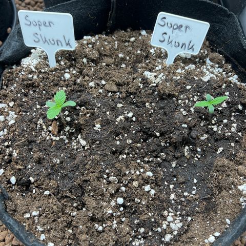 Super Skunk x Super Skunk growlog timeline photo