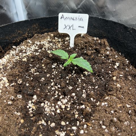 Amnesia XXL - growlog timeline photo