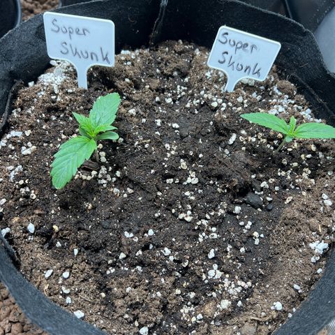 Super Skunk x Super Skunk growlog timeline photo