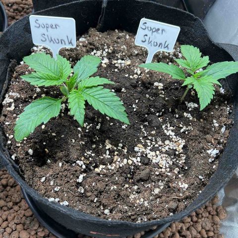 Super Skunk x Super Skunk growlog timeline photo