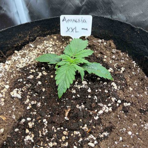 Amnesia XXL - growlog timeline photo