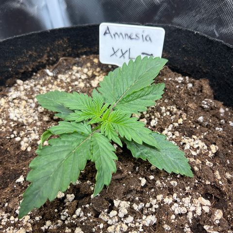 Amnesia XXL - growlog timeline photo