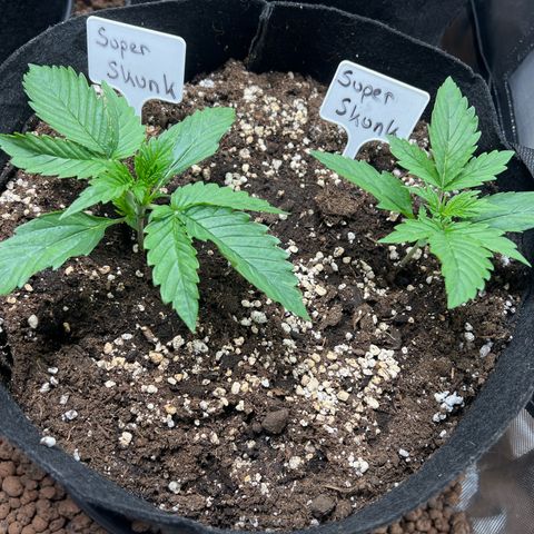 Super Skunk x Super Skunk growlog timeline photo