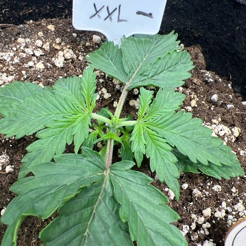 Amnesia XXL - growlog timeline photo