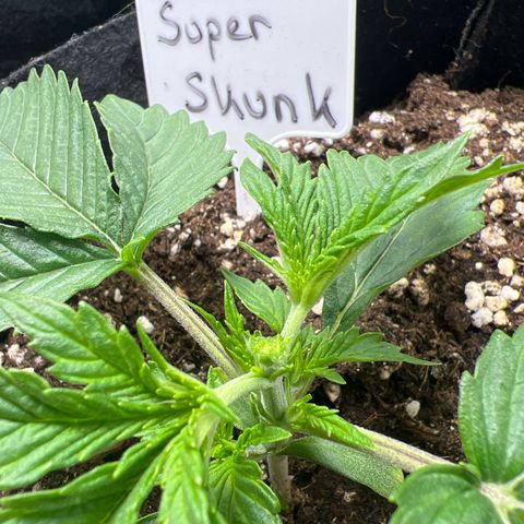 Super Skunk x Super Skunk growlog timeline photo
