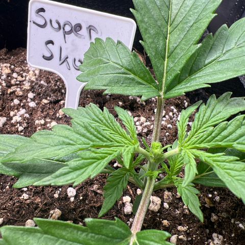 Super Skunk x Super Skunk growlog timeline photo