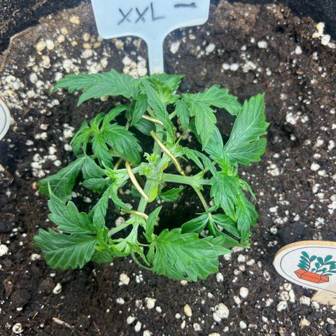 Amnesia XXL - growlog photo: LST