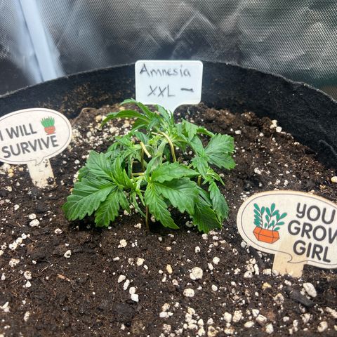 Amnesia XXL - growlog photo: LST