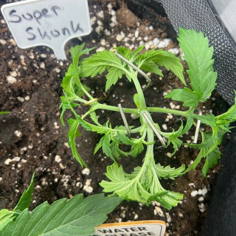 Super Skunk x Super Skunk growlog photo: LST