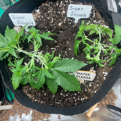 Super Skunk x Super Skunk growlog photo: LST