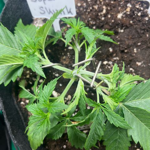 Super Skunk x Super Skunk growlog photo: LST
