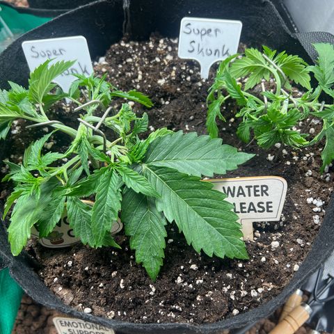 Super Skunk x Super Skunk growlog photo: LST
