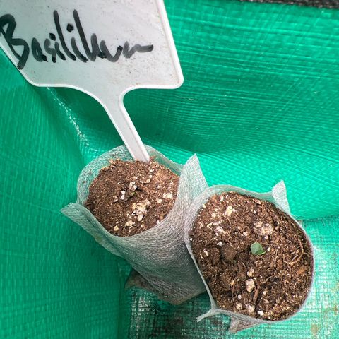 Amnesia XXL - growlog photo: Basilikum fühlt sich im Zelt auch wohl 🥳