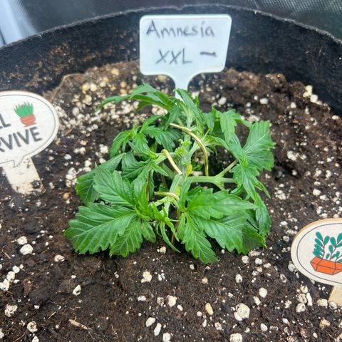 Amnesia XXL - growlog timeline photo