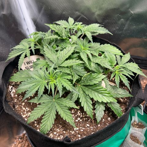 Amnesia XXL - growlog timeline photo