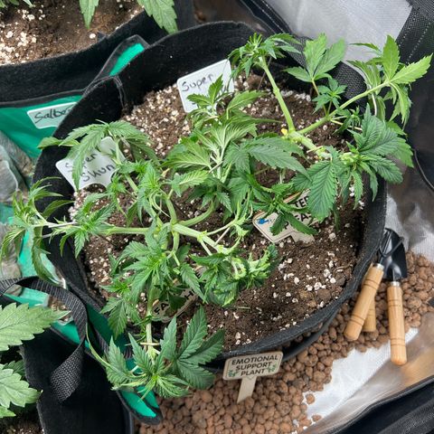 Super Skunk x Super Skunk growlog timeline photo