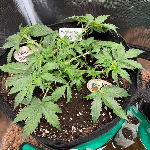 Amnesia XXL - growlog timeline photo