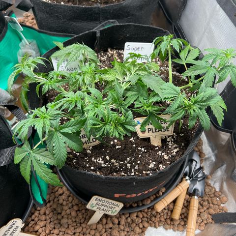 Super Skunk x Super Skunk growlog timeline photo