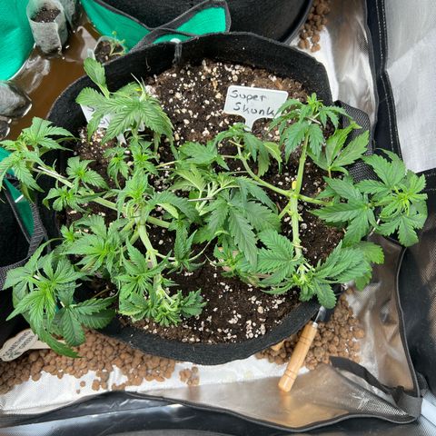 Super Skunk x Super Skunk growlog timeline photo