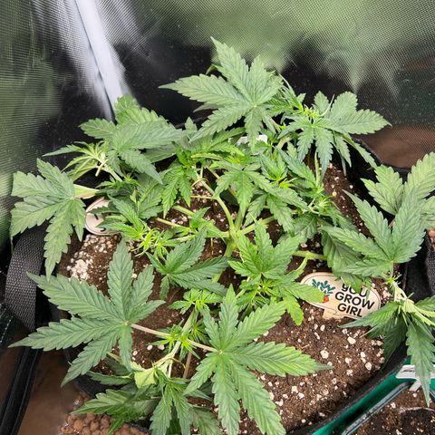 Amnesia XXL - growlog timeline photo