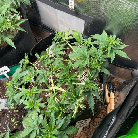 Super Skunk x Super Skunk growlog timeline photo